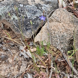 Wahlenbergia planiflora at Bungonia, NSW - 3 Nov 2024 11:24 AM