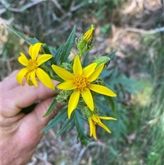 Senecio vagus subsp. vagus at Coolagolite, NSW - 2 Nov 2024 by timharmony