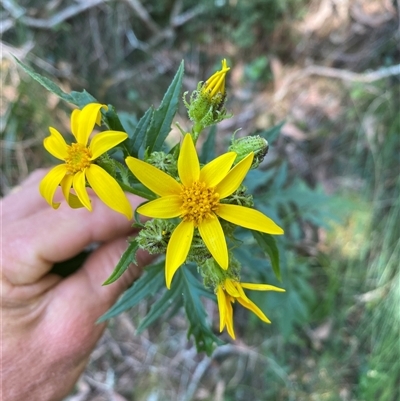 Senecio vagus subsp. vagus at Coolagolite, NSW - 2 Nov 2024 by timharmony