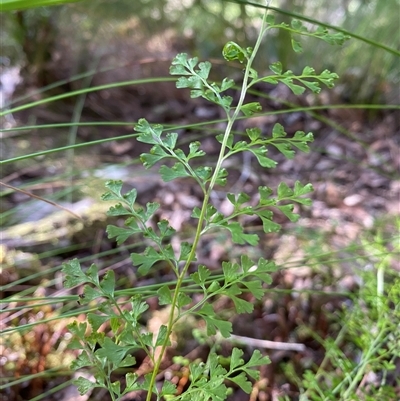 Lindsaea microphylla (Lacy Wedge-fern) at Coolagolite, NSW - 2 Nov 2024 by timharmony