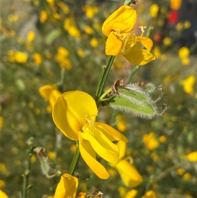 Cytisus scoparius subsp. scoparius (Scotch Broom, Broom, English Broom) at Forde, ACT - 3 Nov 2024 by SteveBorkowskis