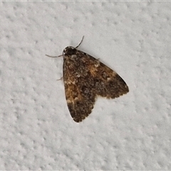 Halone coryphoea (Eastern Halone moth) at Bungonia, NSW - 3 Nov 2024 by trevorpreston