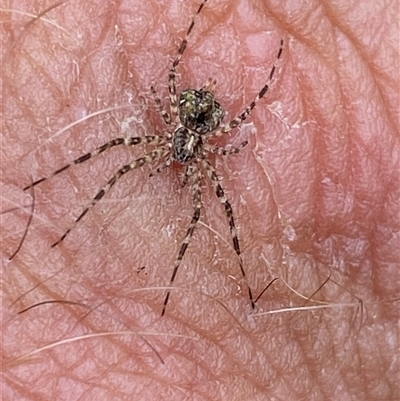 Tamopsis sp. (genus) (Two-tailed spider) at Coolagolite, NSW - 2 Nov 2024 by timharmony