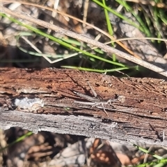 Keyacris scurra (Key's Matchstick Grasshopper) at Bungendore, NSW - 3 Nov 2024 by clarehoneydove