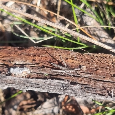 Keyacris scurra (Key's Matchstick Grasshopper) at Bungendore, NSW - 3 Nov 2024 by clarehoneydove