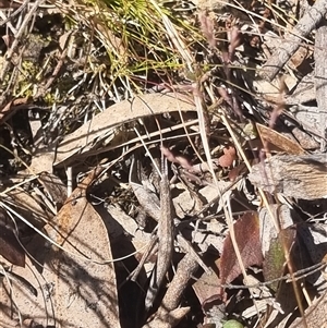 Keyacris scurra at Bungendore, NSW - suppressed