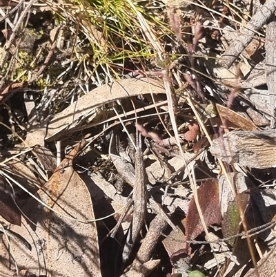 Keyacris scurra (Key's Matchstick Grasshopper) at Bungendore, NSW - 3 Nov 2024 by clarehoneydove