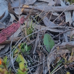 Keyacris scurra at Bungendore, NSW - suppressed