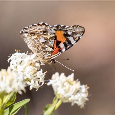 Vanessa kershawi (Australian Painted Lady) at Kambah, ACT - 30 Oct 2024 by SWishart
