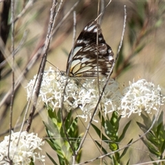 Belenois java (Caper White) at Kambah, ACT - 30 Oct 2024 by SWishart