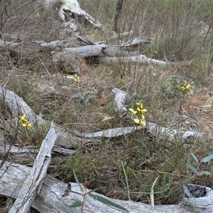 Diuris sulphurea at Campbell, ACT - 2 Nov 2024