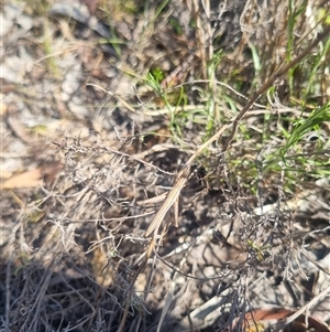Keyacris scurra at Bungendore, NSW - suppressed