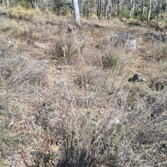 Keyacris scurra at Bungendore, NSW - suppressed