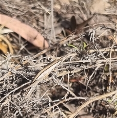 Keyacris scurra at Bungendore, NSW - suppressed