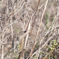 Keyacris scurra at Bungendore, NSW - suppressed