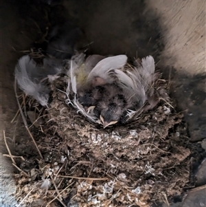 Hirundo neoxena at Hackett, ACT - 3 Nov 2024 05:53 PM