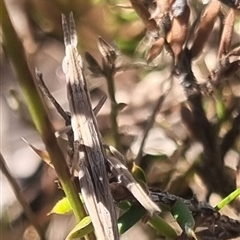 Keyacris scurra (Key's Matchstick Grasshopper) at Bungendore, NSW - 3 Nov 2024 by clarehoneydove