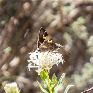 Trapezites phigalioides at Kambah, ACT - 30 Oct 2024