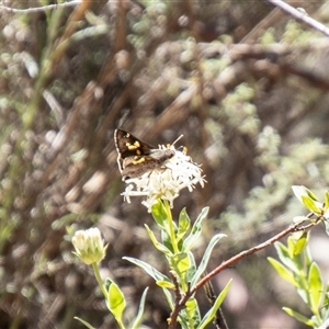 Trapezites phigalioides at Kambah, ACT - 30 Oct 2024