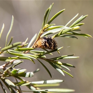 Paropsis pictipennis at Kambah, ACT - 30 Oct 2024