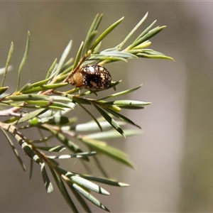 Paropsis pictipennis at Kambah, ACT - 30 Oct 2024