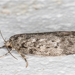 Philobota philostaura (A Concealer moth (Philobota group) at Melba, ACT - 31 Oct 2024 by kasiaaus