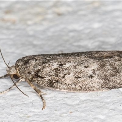 Philobota philostaura (A Concealer moth (Philobota group)) at Melba, ACT - 31 Oct 2024 by kasiaaus