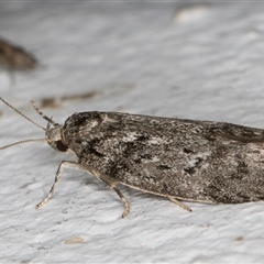 Philobota philostaura at Melba, ACT - 31 Oct 2024