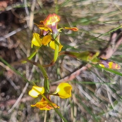 Diuris semilunulata (Late Leopard Orchid) - 1 Jan 1900 by clarehoneydove