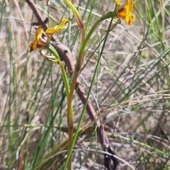 Diuris semilunulata at Bungendore, NSW - 3 Nov 2024