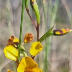 Diuris semilunulata at Bungendore, NSW - 3 Nov 2024