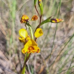 Diuris semilunulata at Bungendore, NSW - suppressed