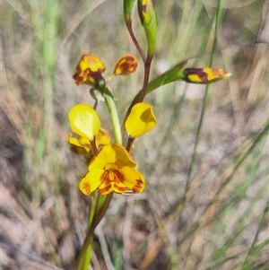 Diuris semilunulata at Bungendore, NSW - 3 Nov 2024