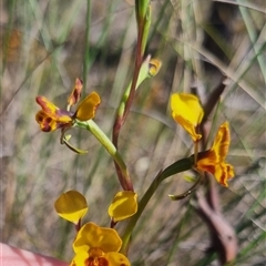 Diuris semilunulata at Bungendore, NSW - 3 Nov 2024