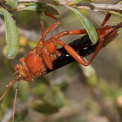 Lissopimpla excelsa (Orchid dupe wasp, Dusky-winged Ichneumonid) at Gungahlin, ACT - 1 Nov 2024 by AlisonMilton