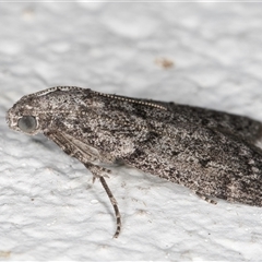 Heteromicta pachytera at Melba, ACT - 31 Oct 2024 10:08 PM