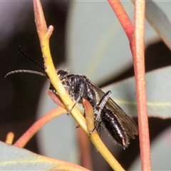 Unidentified Wasp (Hymenoptera, Apocrita) at Nicholls, ACT - 31 Oct 2024 by AlisonMilton