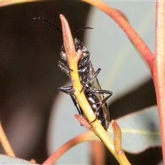 Tiphiidae (family) at Nicholls, ACT - 1 Nov 2024 10:45 AM