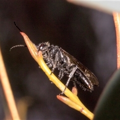 Tiphiidae (family) at Nicholls, ACT - 1 Nov 2024 10:45 AM