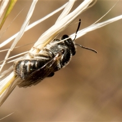 Lasioglossum (Chilalictus) sp. (genus & subgenus) (Halictid bee) at Nicholls, ACT - 1 Nov 2024 by AlisonMilton