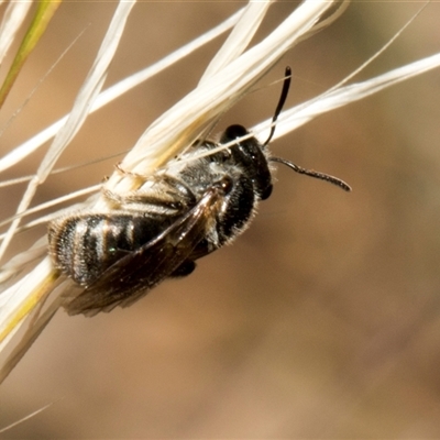 Lasioglossum (Chilalictus) sp. (genus & subgenus) (Halictid bee) at Nicholls, ACT - 1 Nov 2024 by AlisonMilton