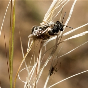 Lasioglossum (Chilalictus) sp. (genus & subgenus) at Nicholls, ACT - 1 Nov 2024