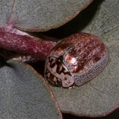 Paropsisterna m-fuscum (Eucalyptus Leaf Beetle) at Nicholls, ACT - 1 Nov 2024 by AlisonMilton