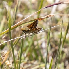 Taractrocera papyria (White-banded Grass-dart) at Kambah, ACT - 30 Oct 2024 by SWishart