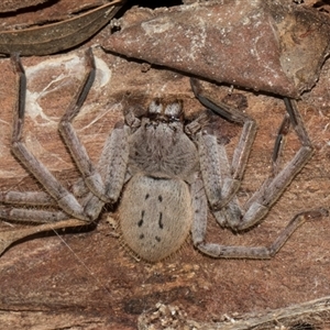 Isopeda canberrana at Nicholls, ACT - 1 Nov 2024