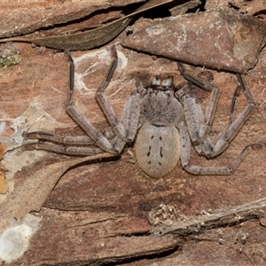 Isopeda canberrana at Nicholls, ACT - 1 Nov 2024