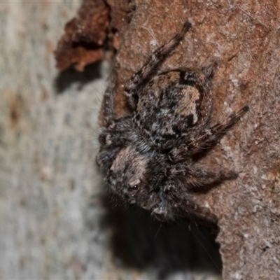 Servaea incana (Hoary Servaea) at Nicholls, ACT - 1 Nov 2024 by AlisonMilton