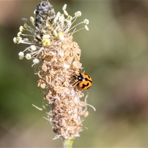 Coccinella transversalis at Tharwa, ACT - 30 Oct 2024