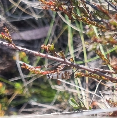 Isomoralla eriscota (A concealer moth) at Bungendore, NSW - 3 Nov 2024 by clarehoneydove