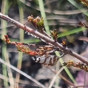 Isomoralla eriscota at Bungendore, NSW - suppressed